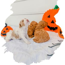 Cockapoo and Goldendoodle Puppies from My Forever Best Friend