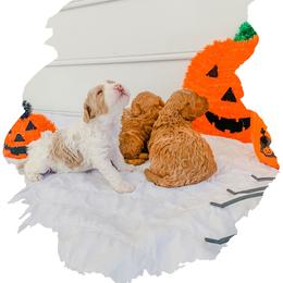 Cockapoo and Goldendoodle Puppies from My Forever Best Friend