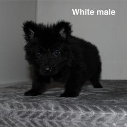 White male - Black male German Shepherd puppy in Ann Arbor, Michigan from Von Der Havier German Shepherds