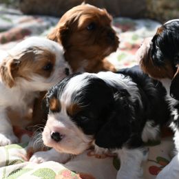 Cavalier King Charles Spaniel Puppies from Critter's Cottage Cavaliers