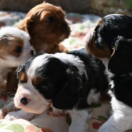 Cavalier King Charles Spaniel Puppies from Critter's Cottage Cavaliers
