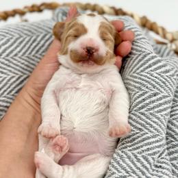 Coral - Parti female Goldendoodle puppy in Queen Creek, Arizona from Goldendoodle AZ
