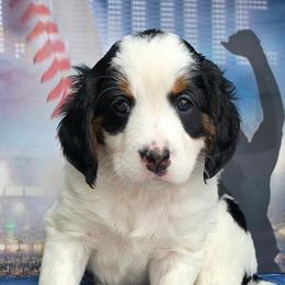 Dottie - Tri-color female Bernedoodle puppy in Seymour, Tennessee from Lollie's Doodles