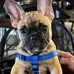 French Bulldog Puppies from Fonzerelli’s Frenchies