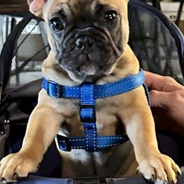 French Bulldog Puppies from Fonzerelli’s Frenchies