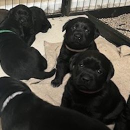 Girl 3 - Labrador Retriever puppy from Horseman Hilltop Labradors and Jodee's Frenchies