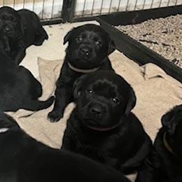 Girl 3 - Labrador Retriever puppy from Horseman Hilltop Labradors and Jodee's Frenchies
