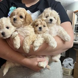 Maltipoo puppies from Edna Keim
