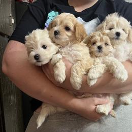 Maltipoo puppies from Edna Keim