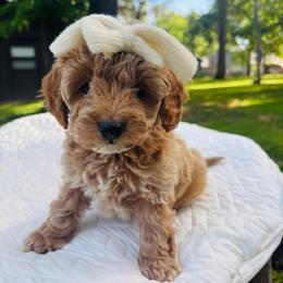 Lady Portia Featherington - Brown and tan female Cockapoo puppy in Piedmont, Oklahoma from Perdue Puppies