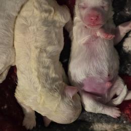 Male 2 - White male Bichon Frise puppy in Eaton Rapids, Michigan from JMs Bichons
