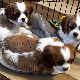Cavalier King Charles Spaniel and Cavapoo Puppies from PJE Cavs and Poos