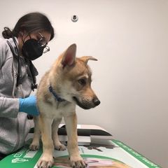 Czechoslovakian Vlcak Puppies from Acting K9 Services