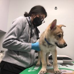 Czechoslovakian Vlcak Puppies from Acting K9 Services