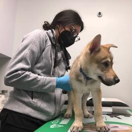 Czechoslovakian Vlcak Puppies from Acting K9 Services