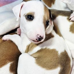 Miracle Whip - White and fawn male Italian Greyhound puppy in Cadwell, Georgia from All The DoDa Day Italian Greyhounds