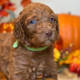 Goldendoodle Puppies from Donnas Deluxe Doodles LLC