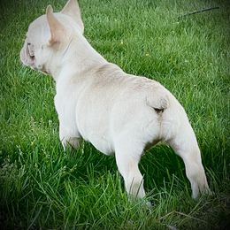 French Bulldog Puppies from Boise French Bulldogs