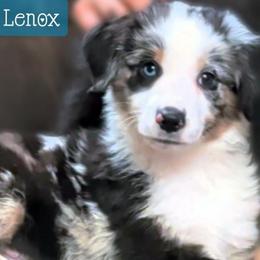 Lenox - Blue merle male Miniature Australian Shepherd puppy in Punta Gorda, Florida from Christie's Creekside Aussies