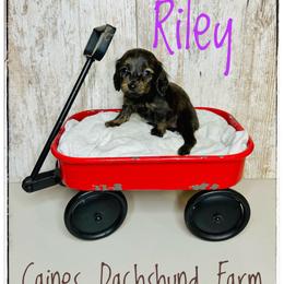 Riley - Brindle female Dachshund puppy in Cincinnati, Ohio from Caines Dachshund Farm