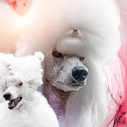 Poodles from Golden Hour