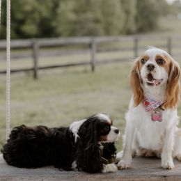 Eddy - Cavalier King Charles Spaniel puppy from Farmwood Cavaliers