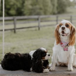 Eddy - Cavalier King Charles Spaniel puppy from Farmwood Cavaliers