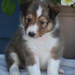 Kenny-Brown collar - Sable and white male Shetland Sheepdog puppy in Gladbrook, Iowa from T Triple C Shelties