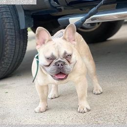 Taz - French Bulldog