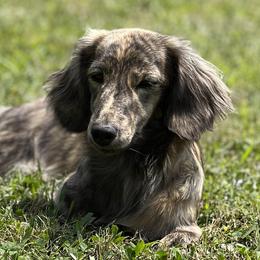 Raven - Dachshund