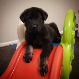 German Shepherd Puppies from Evansstadt German Shepherds