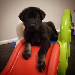 German Shepherd Puppies from Evansstadt German Shepherds
