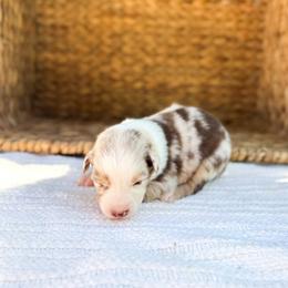 Sunny - Red merle female Australian Shepherd puppy in Unionville, Iowa from Soap Creek Kennels