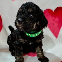 Mint - Phantom male Poodle puppy in Simms, Texas from Donna’s Aussies & Pink Heart Poodles