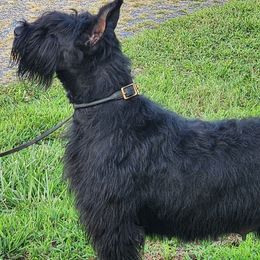 Whimsy - Giant Schnauzer