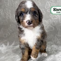 Sierra - Merle female Bernedoodle puppy in Milan, Indiana from Doodles & Spice