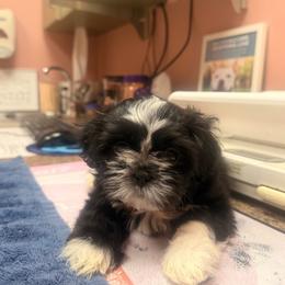 Raven - Black and white female Shih Tzu puppy in Durham, North Carolina from The 🐾 Tang Clan Chronicle & Nursery