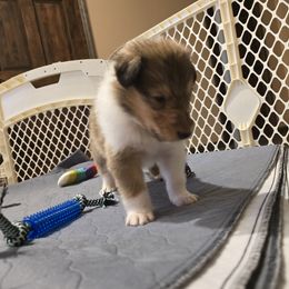 Collie Puppies from Rimma Collies