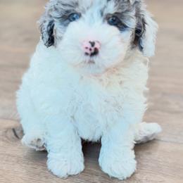 Orion - Blue merle and white male Sheepadoodle puppy in La Plata, Maryland from Serenity Creek Doodles