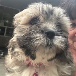 Hannah Hot pink collar girl - Cream female Lhasa Apso puppy in Chico, California from Lhasa Apsos of northern Ca . Biewer terriers of northern California