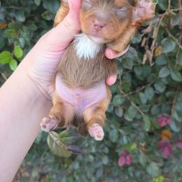 Chocolate Male - Chocolate, tan and white male Yorkshire Terrier puppy in Lakeland, Florida from You Me & The Yorkies