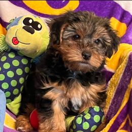 Yorkshire Terriers from Angela's Yorkshire Terriers