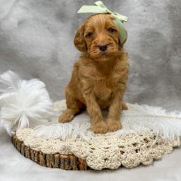 Ava - Apricot female Goldendoodle puppy in Williamson, New York from Lakeside Doodles