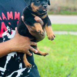 Rottweiler Puppies from Inexorable Haus Early Rotts