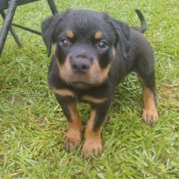 Rottweiler Puppies from Vom Haus Curbeam Rottweiler Kennel, LLC