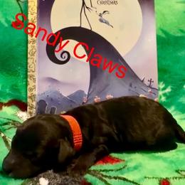 Sandy Claws - Blue male Poodle puppy in Norman, Oklahoma from ShowME Miniature Poodles