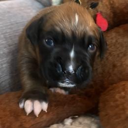 Boy 1 - Fawn male Boxer puppy in Plainwell, Michigan from Hope's Beautiful Boxers