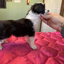 TopBrass' Red E Or Not 'Noelle' - Black and white female Chinese Crested puppy in Auburn, Kansas from TopBrass Kennels