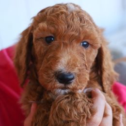 Scout - Red  male Goldendoodle puppy in Apache Junction, Arizona from Loving Doodle