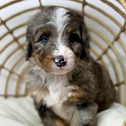 Marley - Blue merle male Bernedoodle puppy in Sterling, Colorado from North 40 Doodles